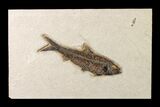 Fossil Fish (Knightia) From Wyoming - Large For Species #163434-1